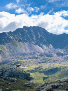 Der betrunkene Steinbock - Fortsetzung