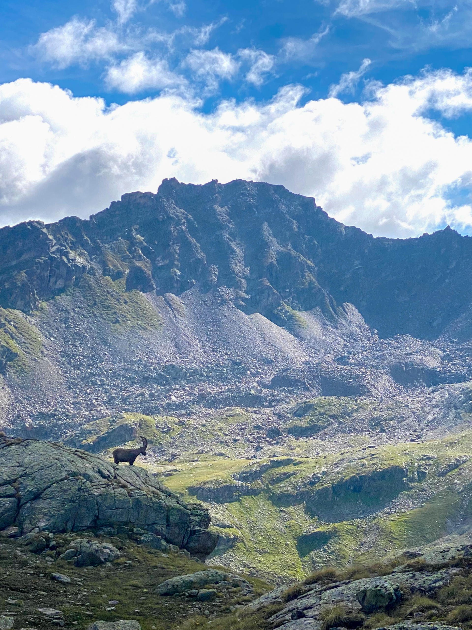 Der betrunkene Steinbock - Fortsetzung