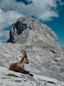 Liegender Steinbock vor Berggipfel